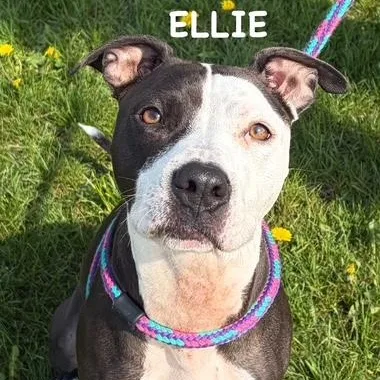 An adult medium-sized female Black Pit Bull Terrier dog named Ellie for adoption in Bowling Green, OH