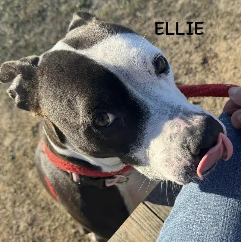 Ellie thumbnail 6