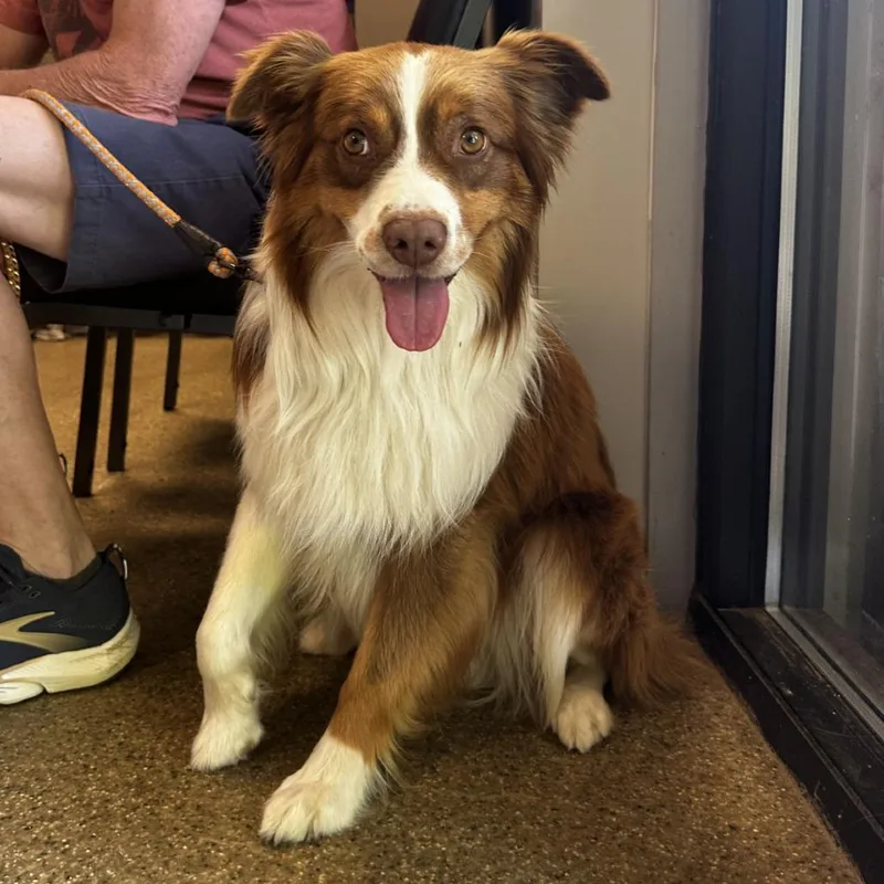 A young small-sized male Red / Chestnut / Orange Australian Shepherd dog named Bogan for adoption in Blue Ridge, GA
