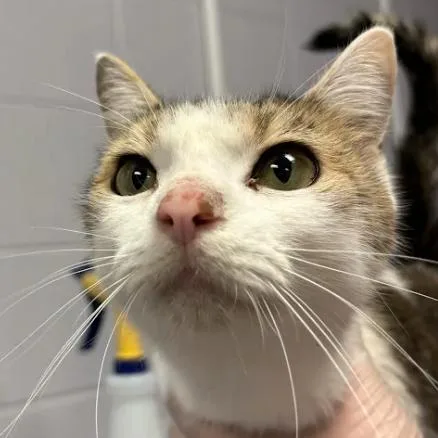 An adult medium-sized female Brown / Chocolate Domestic Short Hair cat named CEO of Cookies for adoption in South Elgin, IL