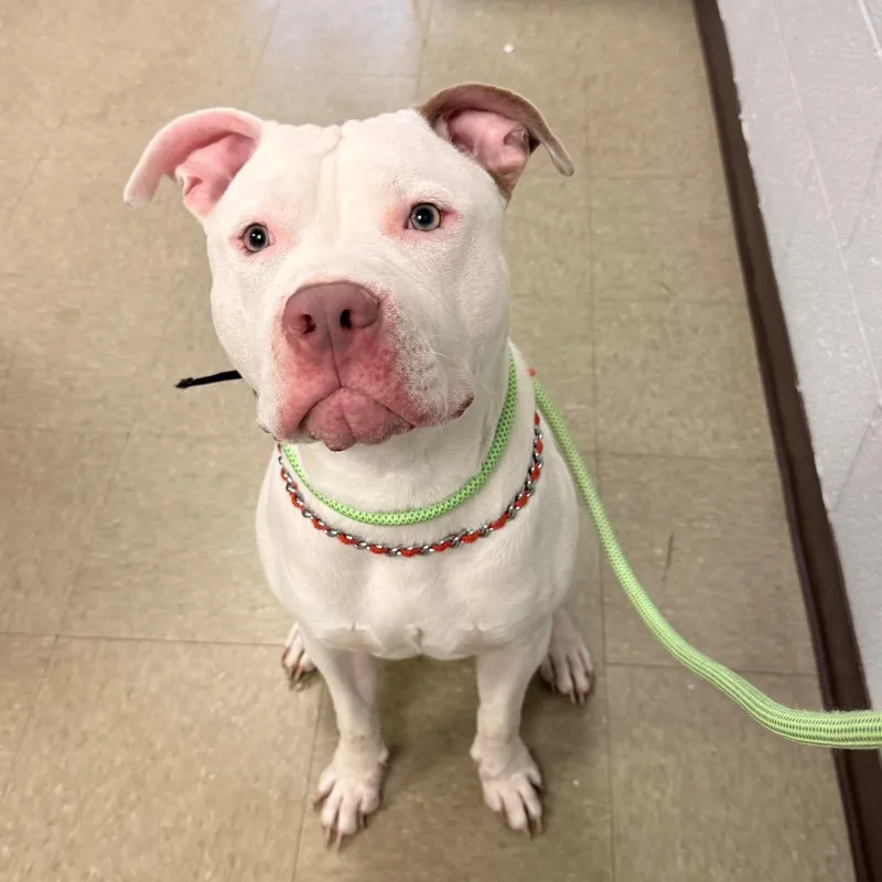 A baby medium-sized male White / Cream Pit Bull Terrier dog named Cappuccino for adoption in Birdsboro, PA