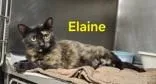 A young small-sized female Black Domestic Short Hair cat named Elaine for adoption in Moline, IL