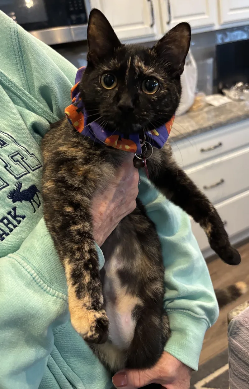 A baby medium-sized female Domestic Short Hair cat named Isabella for adoption in Dover, DE