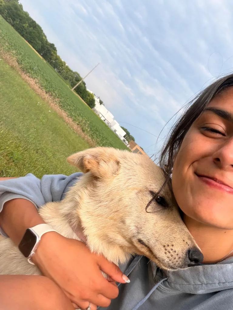 A baby medium-sized female Shepherd dog named Mim for adoption in Saint James, MN