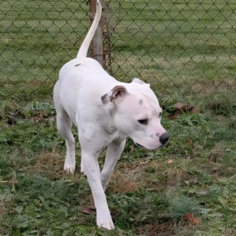 Cranberry thumbnail 3