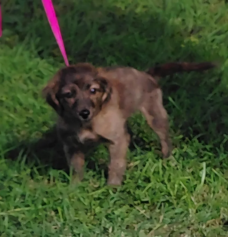 A baby small-sized female Chihuahua dog named Bella Ann for adoption in Hazleton, IA
