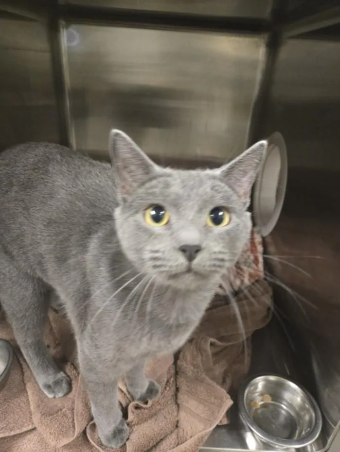 An adult medium-sized male Domestic Short Hair cat named Cozy for adoption in Hagerstown, MD