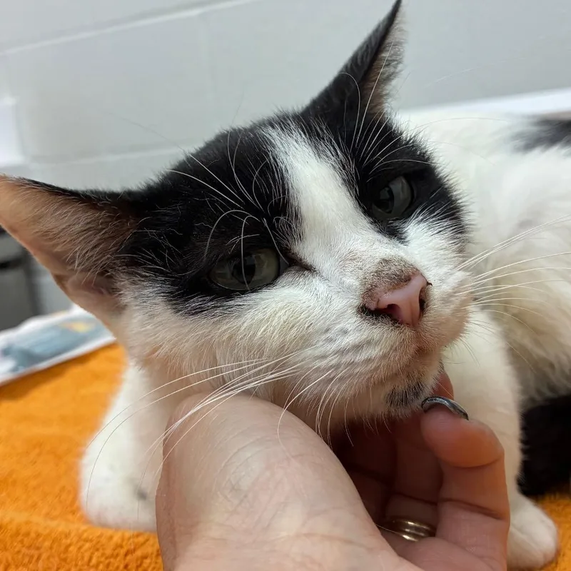 An adult medium-sized female White Domestic Short Hair cat named Crysta for adoption in Corpus Christi, TX