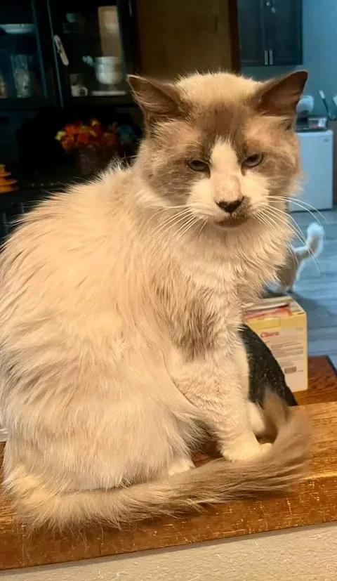 An adult medium-sized male Gray & White Ragdoll cat named JayZ for adoption in Ennis, TX