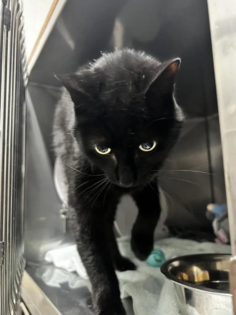 A senior medium-sized male Black Domestic Short Hair cat named Jasper for adoption in Jackson, MI