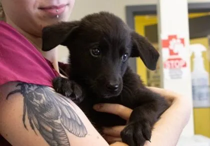 A baby medium-sized male Australian Shepherd dog named Cosmic for adoption in Sultan, WA
