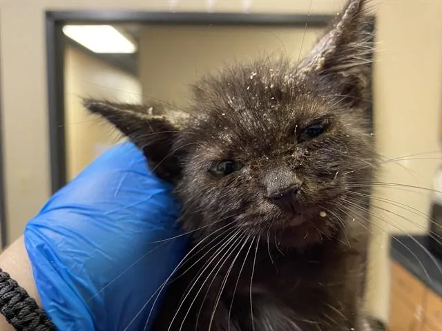 A baby small-sized male Domestic Short Hair cat named A for adoption in Modesto, CA