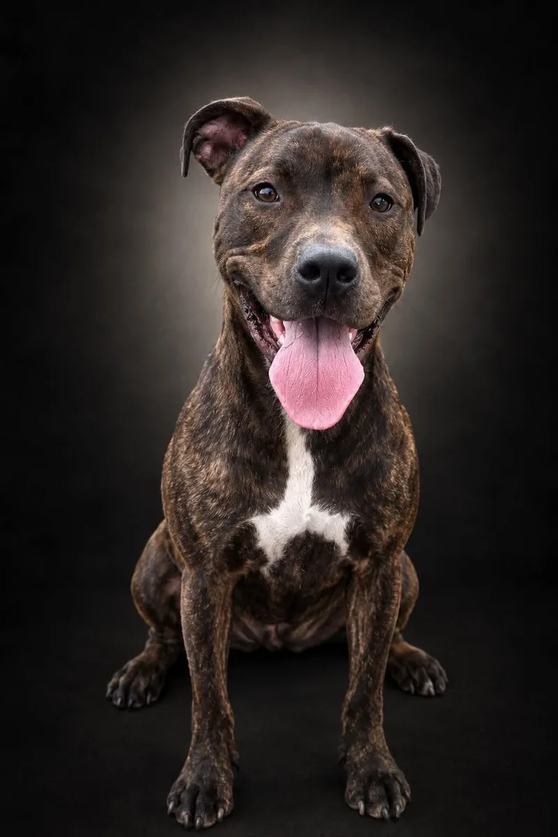 An adult medium-sized male Pit Bull Terrier dog named Fireball for adoption in Shelbyville, KY