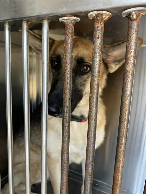 A young large-sized female German Shepherd Dog dog named Kona for adoption in Dallas, TX