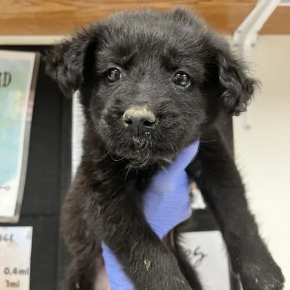 A baby medium-sized male Poodle dog named Levi for adoption in Morton Grove, IL
