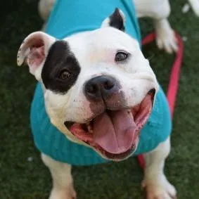An adult medium-sized female White / Cream Mixed Breed dog named Pb & J for adoption in Jersey City, NJ