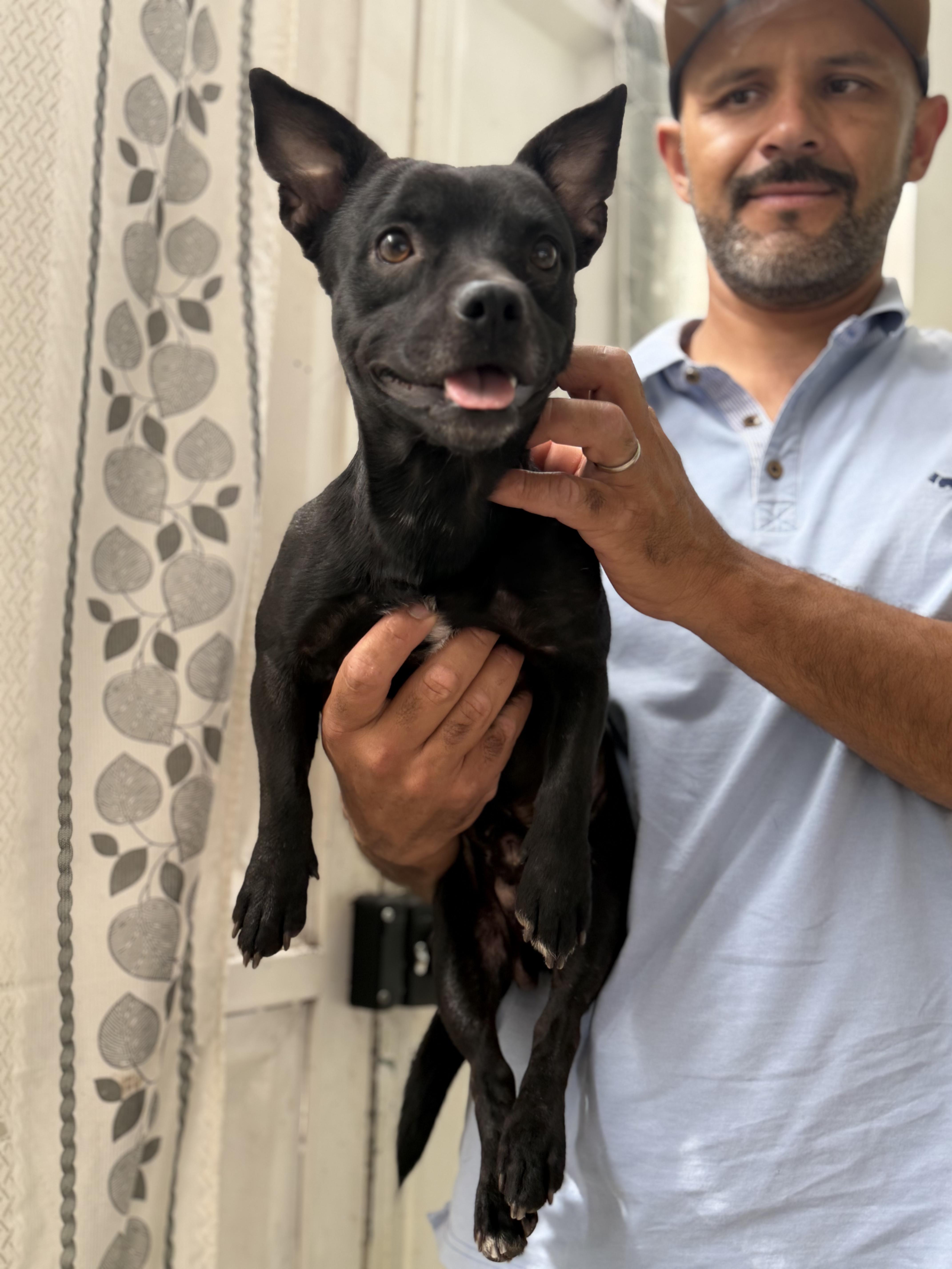 A young small-sized male Black Terrier dog named Tito for adoption in Manvel, TX