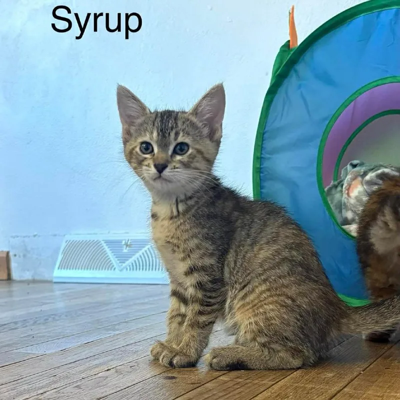 A baby small-sized female Brown / Chocolate Domestic Short Hair cat named Syrup for adoption in Chillicothe, IL
