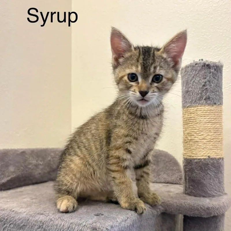 Syrup thumbnail 2