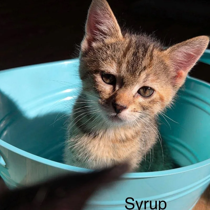 Syrup thumbnail 3
