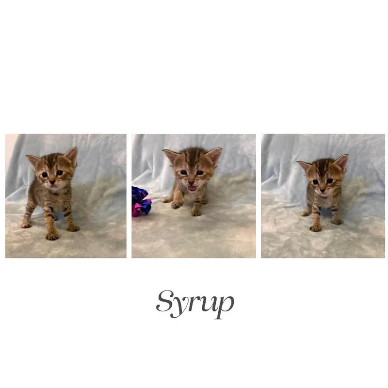 Syrup thumbnail 4