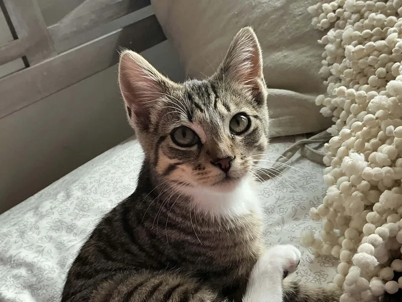 A baby small-sized female Tabby (Buff / Tan / Fawn) Domestic Short Hair cat named Fern & Hazel for adoption in Gladstone, OR