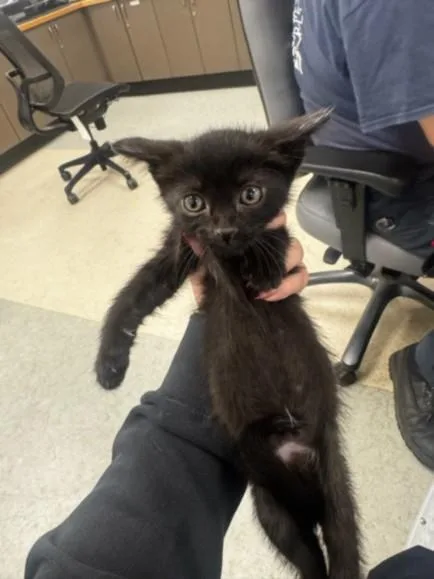 A baby small-sized male Domestic Short Hair cat named Sand for adoption in Van Nuys, CA