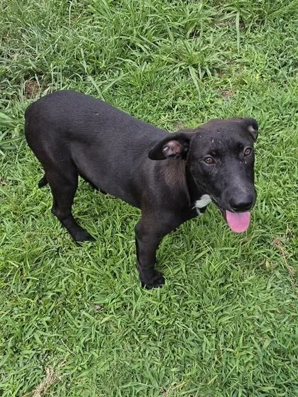 A baby small-sized female Labrador Retriever dog named Marker for adoption in Conway, SC