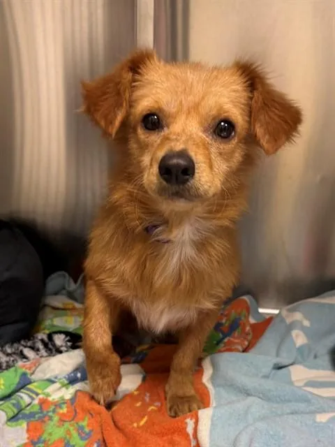 A young small-sized male Chihuahua dog named Tuft for adoption in Naples, FL