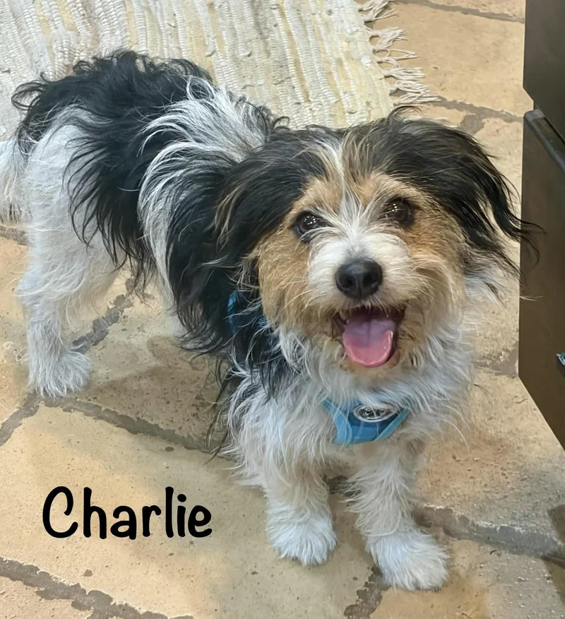 A young small-sized male Tricolor (Brown, Black, & White) Shih Tzu dog named Charlie  AUSMN for adoption in Albert Lea, MN