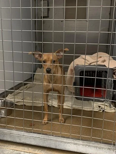 A young medium-sized male Chihuahua dog named Ralph for adoption in San Jose, CA