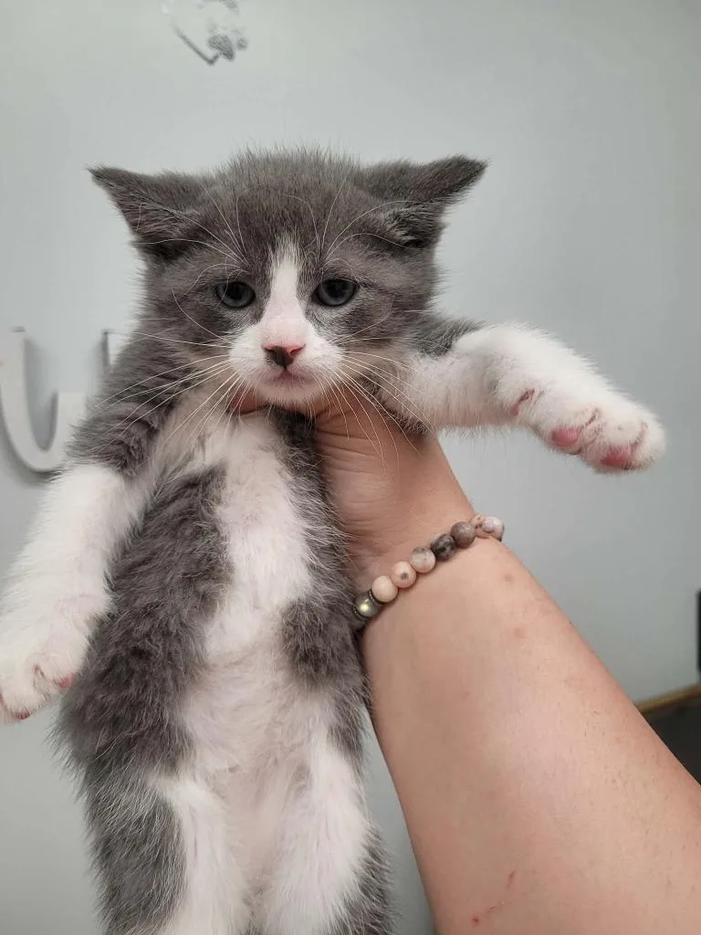 Rascal