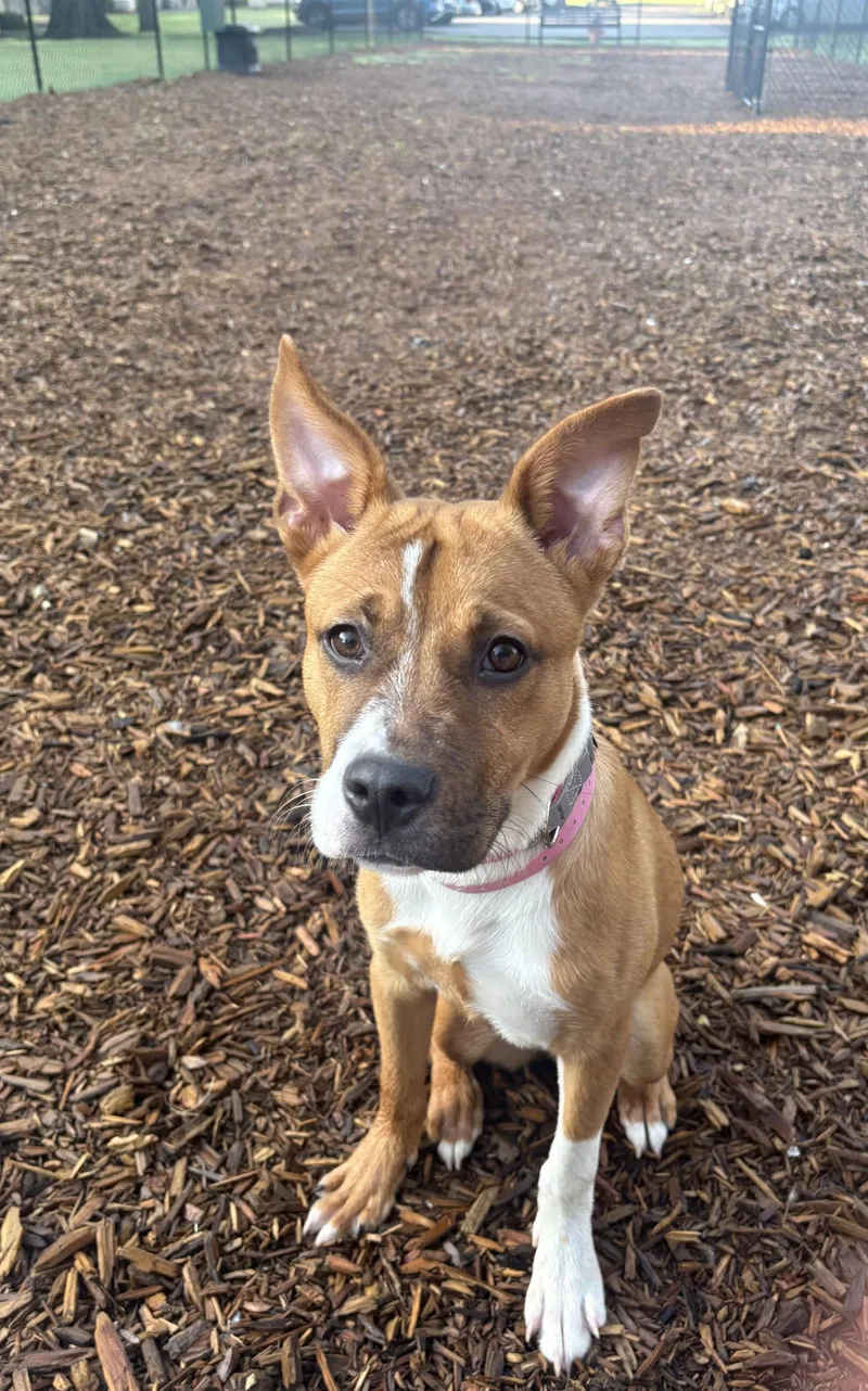 A baby medium-sized female Carolina Dog dog named Missy for adoption in Southaven, MS