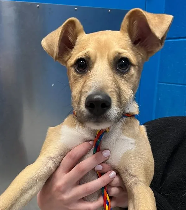 A baby small-sized male Terrier dog named Noly for adoption in Golden, CO