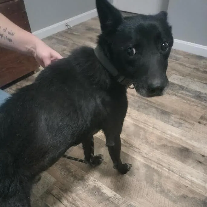 A young small-sized male Mixed Breed dog named Widget for adoption in Brooksville, KY