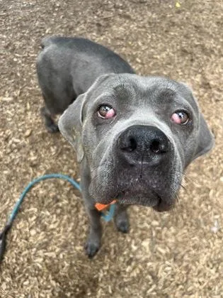 An adult large-sized female Mixed Breed dog named Sand Castle for adoption in Chamblee, GA