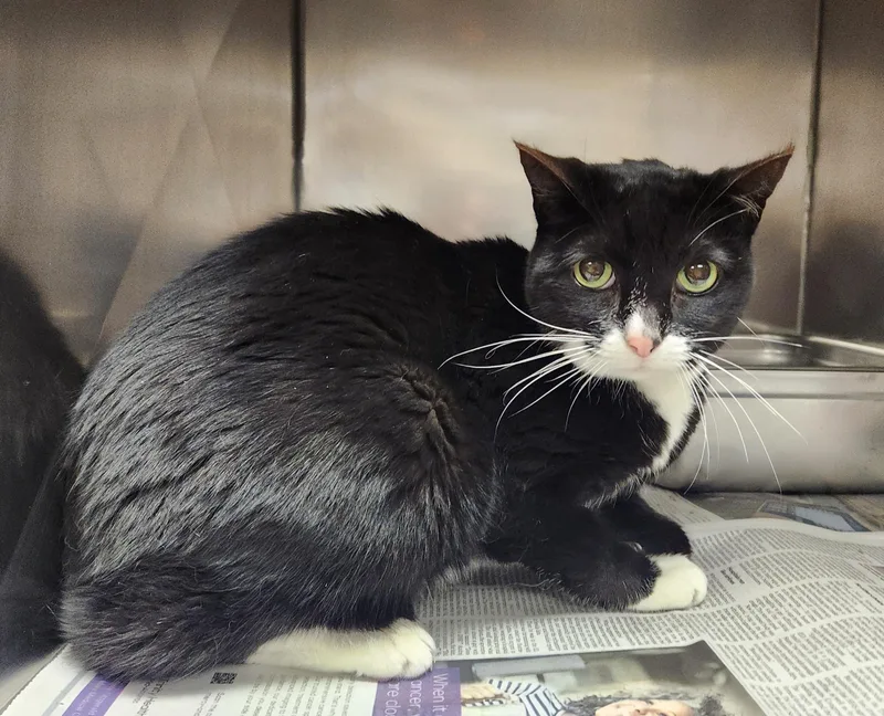 A senior medium-sized female Black & White / Tuxedo Domestic Short Hair cat named Polly for adoption in Clayton, NJ
