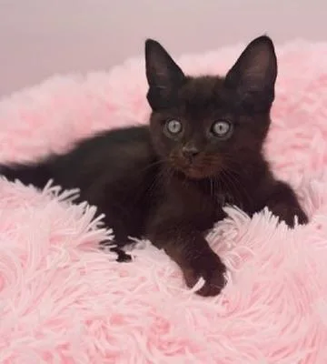 A baby medium-sized male Black Domestic Short Hair cat named Weedle for adoption in Covington, LA