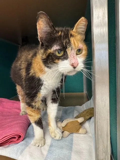An adult medium-sized female Domestic Short Hair cat named Zika for adoption in Naples, FL