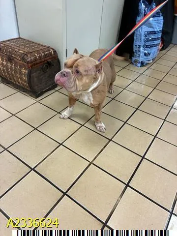 A young small-sized female Mixed Breed dog named Lyra for adoption in West Palm Beach, FL