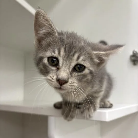 A baby small-sized female Domestic Short Hair cat named Tootie for adoption in Jackson, MI