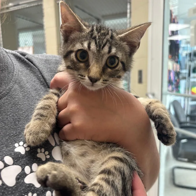 A young small-sized male Domestic Short Hair cat named Micah for adoption in Evansville, IN