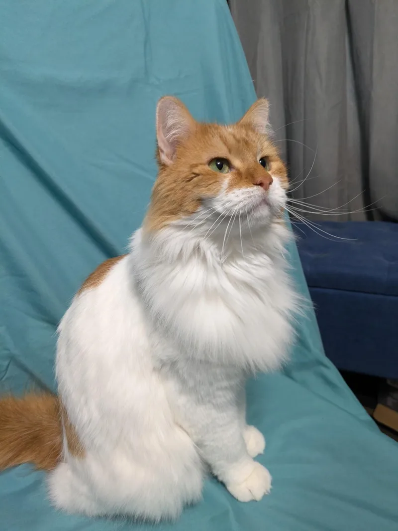 An adult medium-sized male Orange & White Domestic Long Hair cat named Blaze for adoption in Blaine, MN