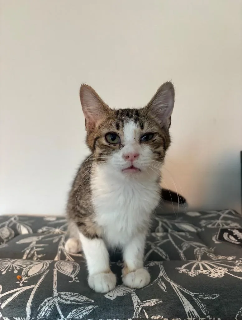 A baby large-sized male Domestic Short Hair cat named Capone for adoption in warrenville, SC