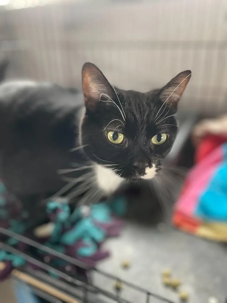 An adult medium-sized female Domestic Short Hair cat named Kona for adoption in Ogden, UT