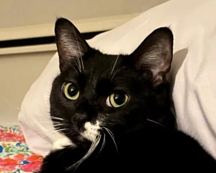 Kona thumbnail 3