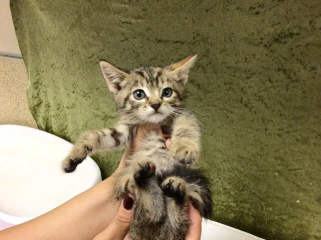 A baby small-sized female Domestic Short Hair cat named Tigris for adoption in Riverside, CA