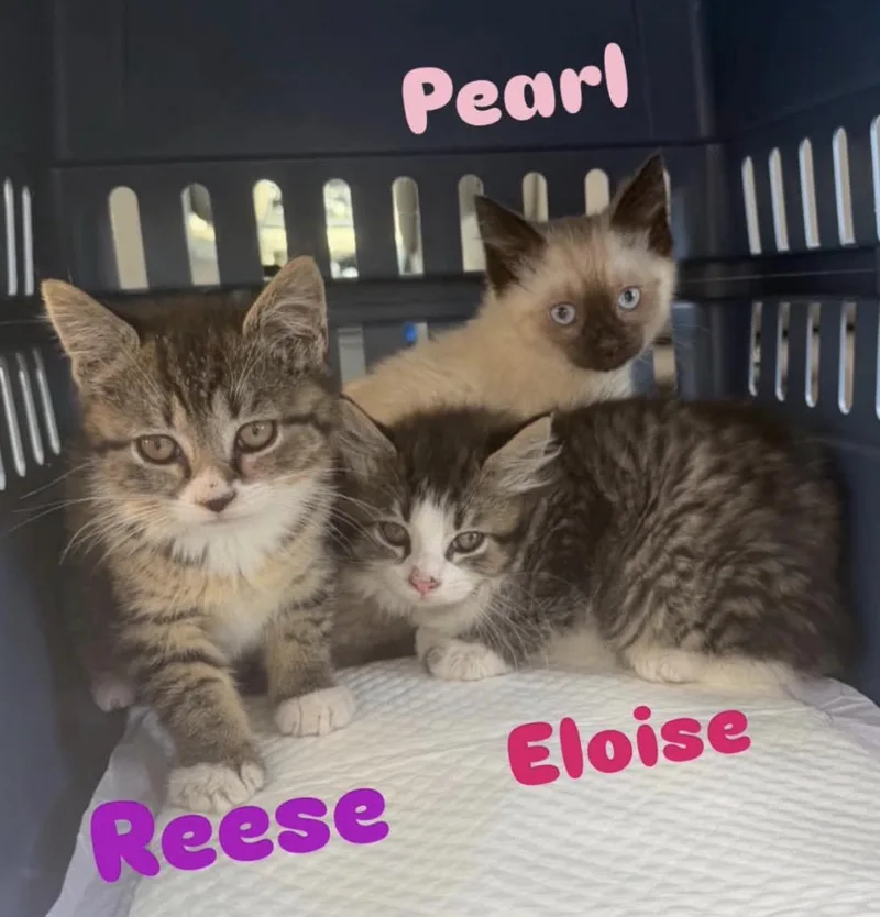 A baby medium-sized female Tabby cat named Eloise for adoption in Mechanicsburg, PA