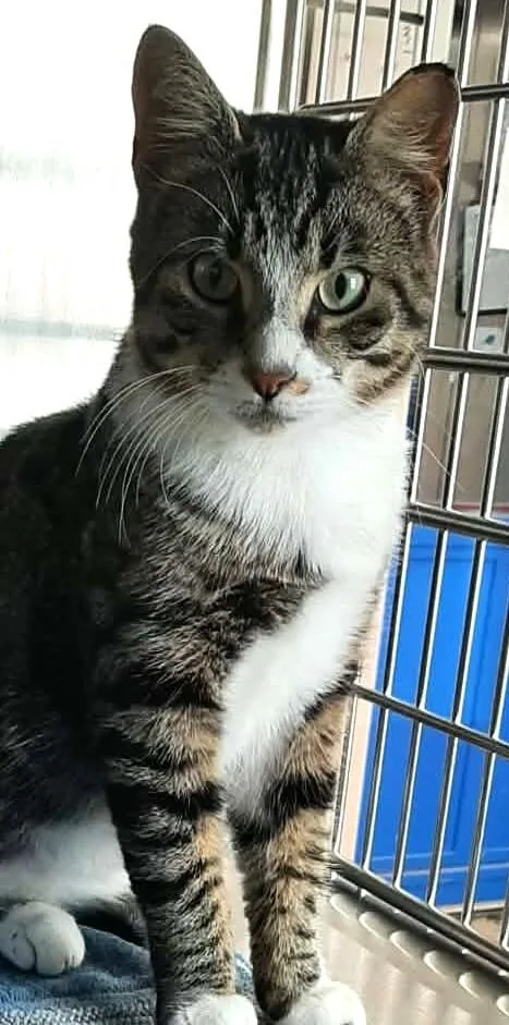 A young medium-sized male Tabby (Brown / Chocolate) Domestic Short Hair cat named Bandit for adoption in Georgetown, OH