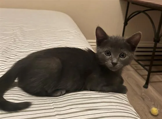 A baby small-sized female Domestic Short Hair cat named Poppy for adoption in Tustin, CA